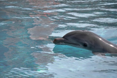 白天在水中的海豚